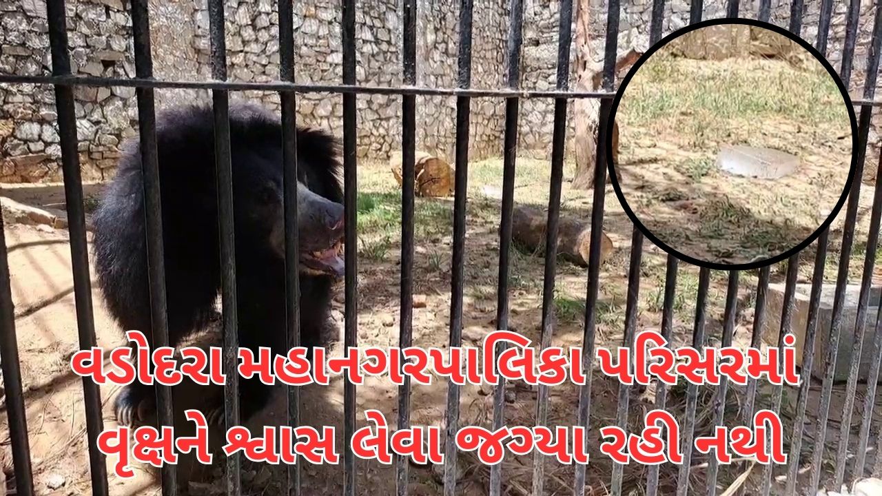સયાજીબાગ ઝૂમાં ગરમીથી પ્રાણીઓના રક્ષણ માટે વિશેષ આયોજન કરવામાં આવ્યું છે