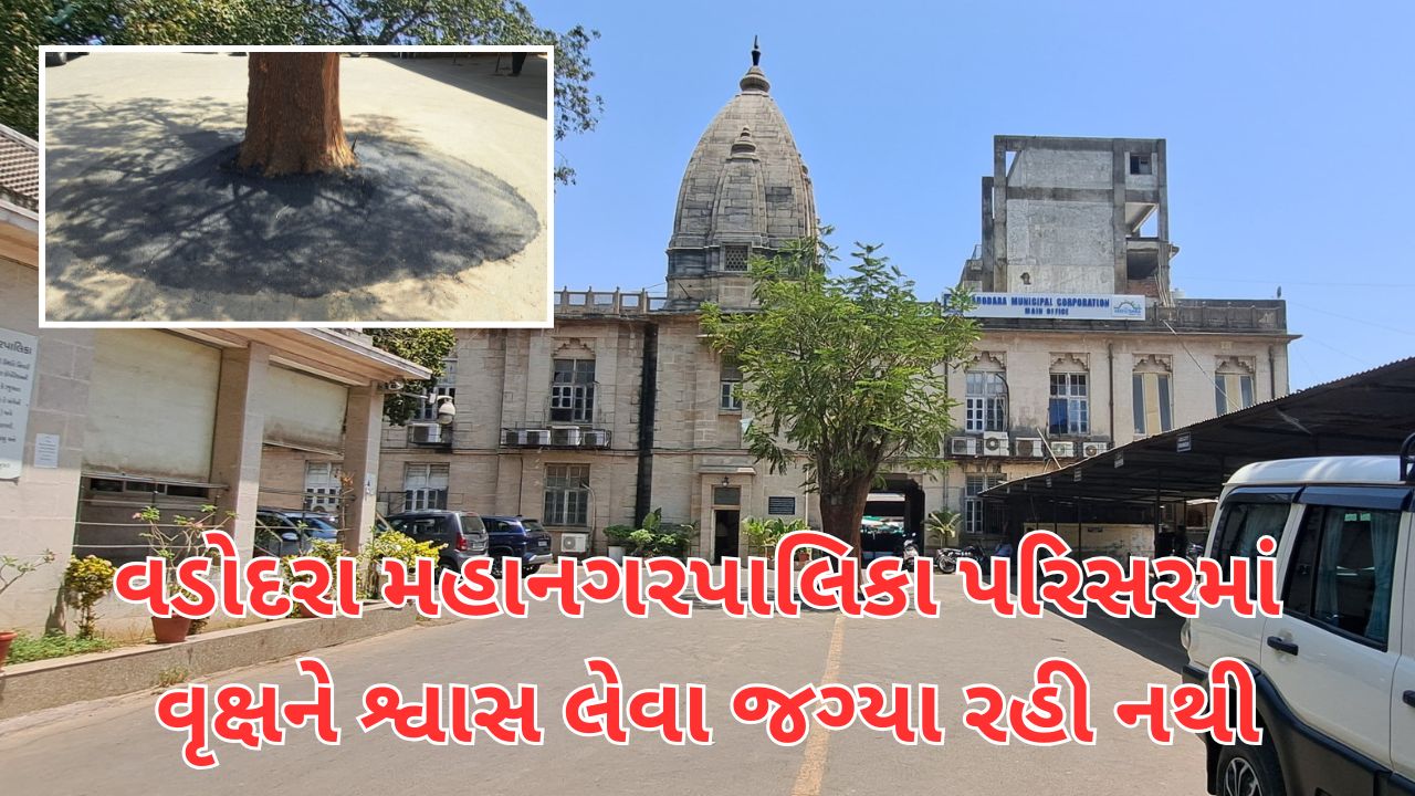 વડોદરા મહાનગરપાલિકા પરિસરમાં વૃક્ષને શ્વાસ લેવા જગ્યા રહી નથી વૃક્ષની આસપાસ સિમેન્ટનું ચણતર તો ખરું જ પણ થડ માય ડામરીકરણ થઈ ગયું છે જેને લઈને પર્યાવરણ પ્રેમીઓમાં તંત્રની આવી કામગીરીને લઈને નારાજગી ફેલાઈ છે